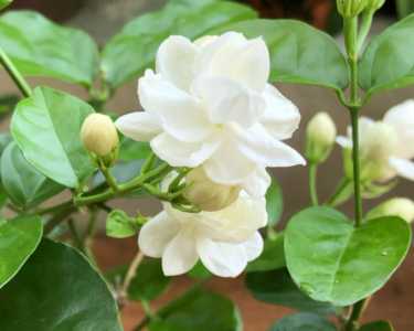 多菌灵可以浇茉莉花吗