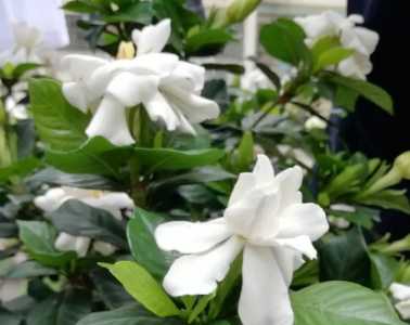茶叶水可以浇栀子花吗
