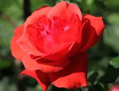 橘子皮泡水可以浇月季花吗