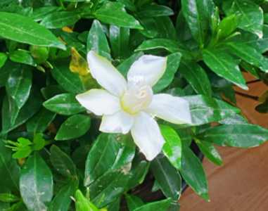 酸奶能浇栀子花吗