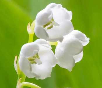 铃兰花可以用水养吗