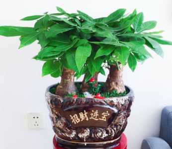 啤酒兑水可以浇发财树吗