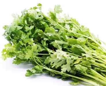 香菜可以用水养吗
