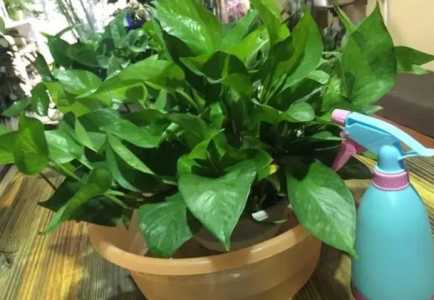多菌灵可以浇绿萝吗