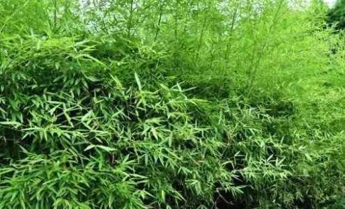 竹子要经常浇水吗