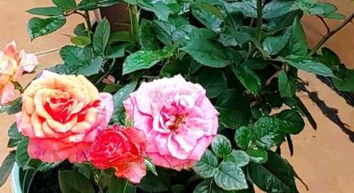月季花要经常浇水吗
