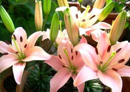 百合花要经常浇水吗