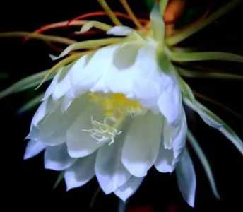 昙花怕晒太阳吗