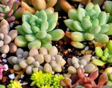 孕妇可以养多肉植物吗