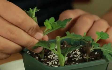 菊花插枝能活吗