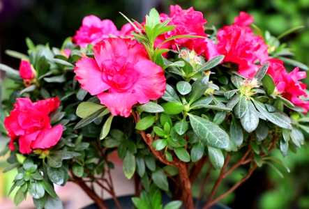杜鹃花要经常浇水吗