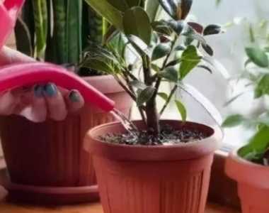 洗菜水可以浇花吗