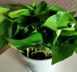 足疗店里养什么花卉植物合适