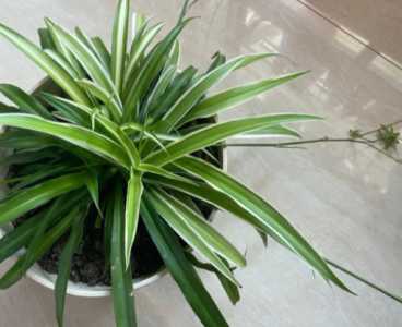 学生教室里适合养什么花卉植物