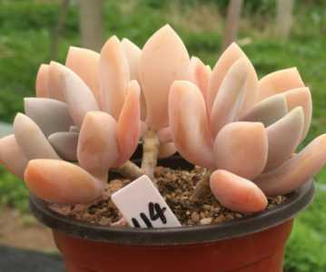 大圆矮花盆适合养什么花