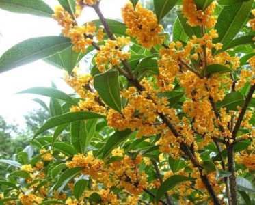 桂花冬天怎么浇水