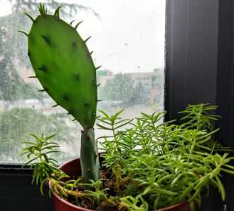 屋里干燥适合养什么花