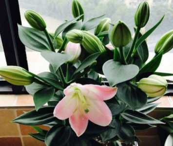 百合花怕冷还是怕热
