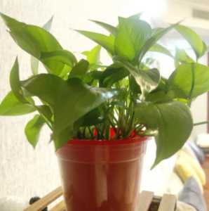 瑜伽馆适合养什么花