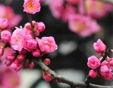黄土适合种什么花卉