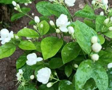 茉莉花喜光吗 喜阴还是喜欢阳光