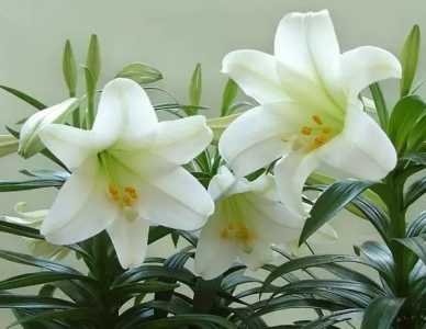 孕妇可以养百合花吗