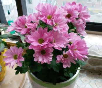 坐月子适合养什么花或植物