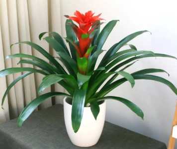 房间适合养什么花和植物好