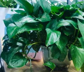 新房装修适合养什么花