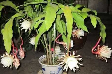昙花冬天怎么浇水