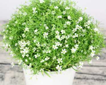 北方暖气适合养什么花卉植物