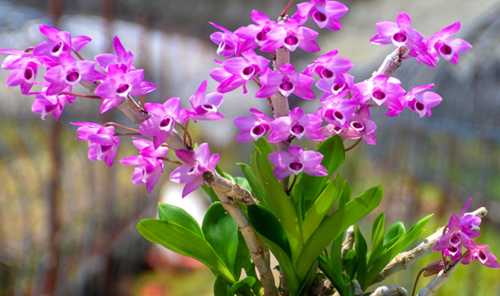 属虎适合养什么花卉植物