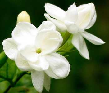 茶叶渣适合养什么花卉植物