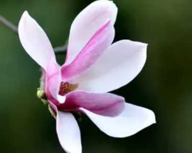 玉兰是先开花后长叶吗