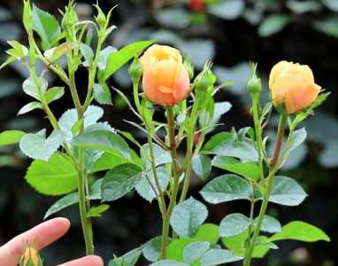 月季花冬天能栽活吗