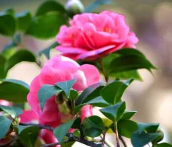 茶花怕冷还是怕热