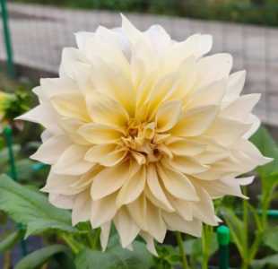 属虎适合养什么花