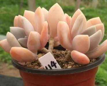 平花盆适合养什么花