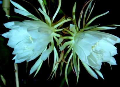 昙花怕冷还是怕热