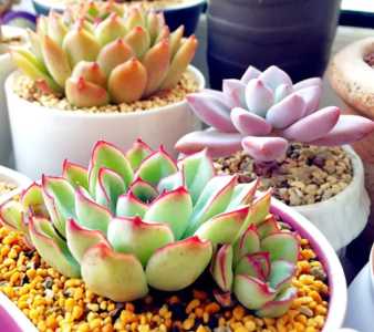 新手适合养什么花