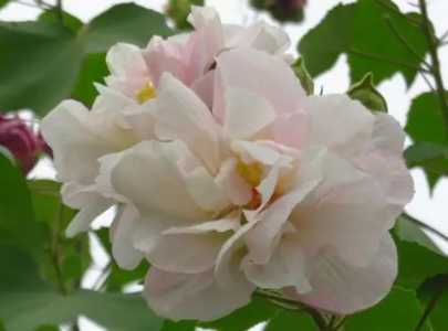 芙蓉怎么养才能开花多