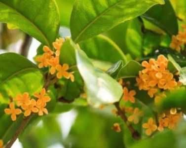 盐水可以浇桂花吗