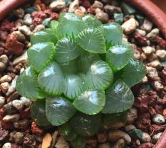 多肉植物怕冷还是怕热