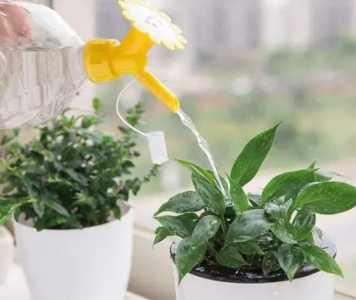 过期维生素c能浇花吗