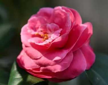 孕妇可以养山茶花吗