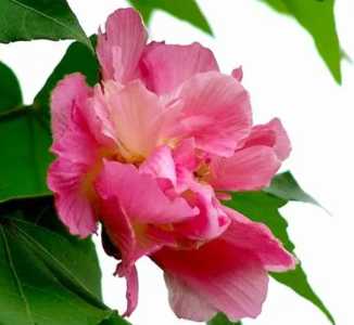 芙蓉树可以插枝吗