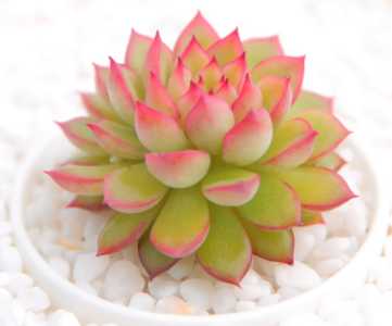 紫砂小盆适合养什么花