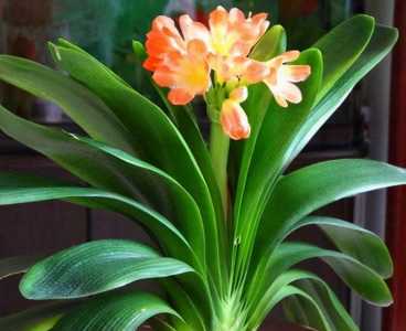 君子兰耐旱吗 是耐寒植物吗