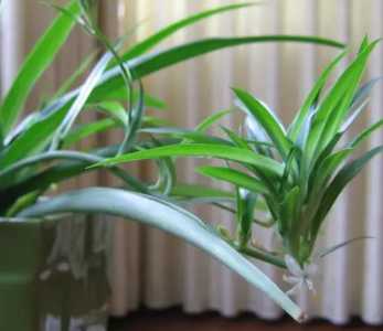 养生馆适合养什么花