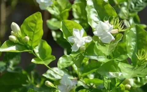 茉莉花怕冷还是怕热